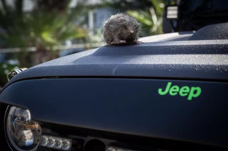 Le plus grand rassemblement de propriétaires de Jeep avec Tunisia Jeepers et Italcar